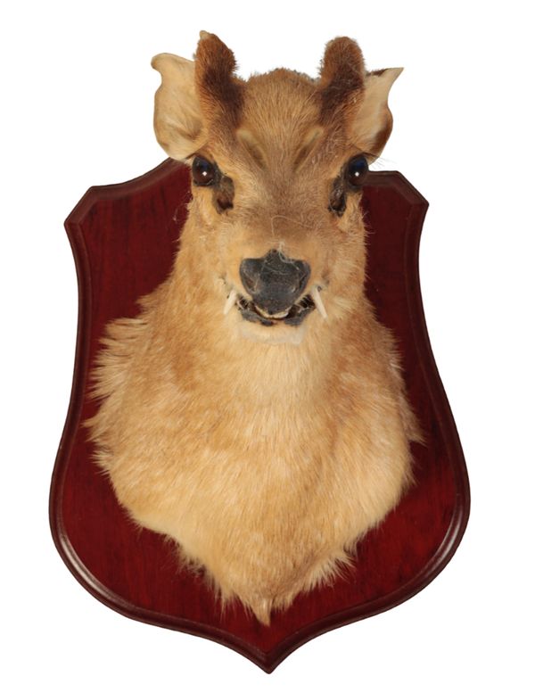 TAXIDERMY: A MUNTJACK