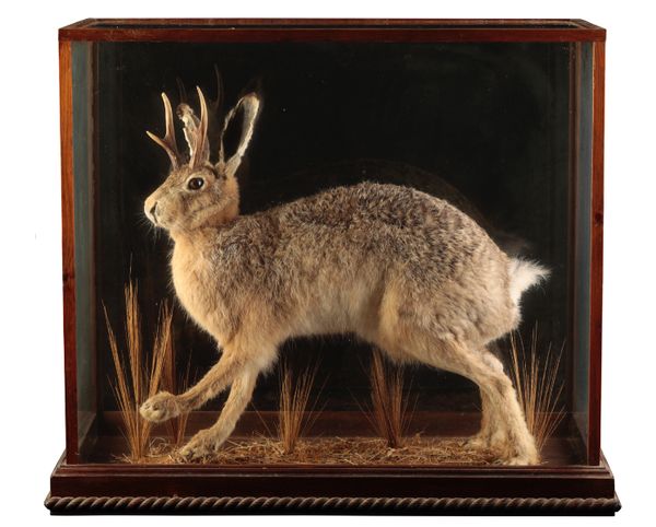 TAXIDERMY: A JACKALOPE