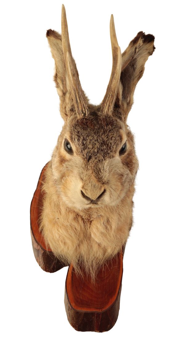 TAXIDERMY: A JACKALOPE NECK MOUNT