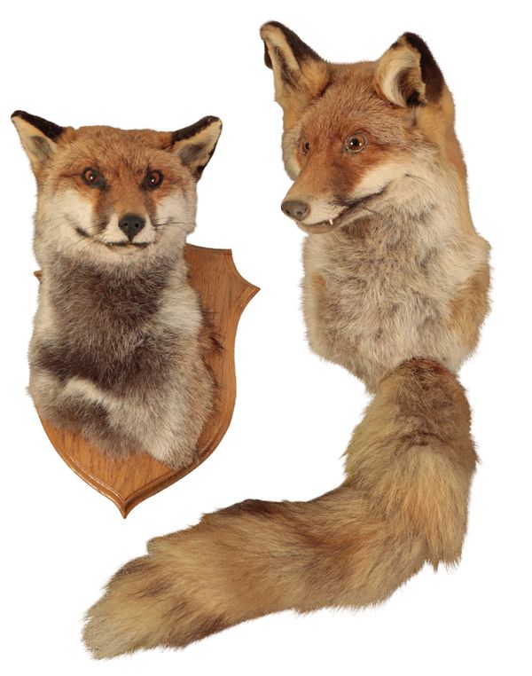 TAXIDERMY: A FOX MASK