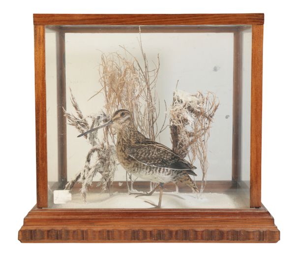 TAXIDERMY: A SNIPE