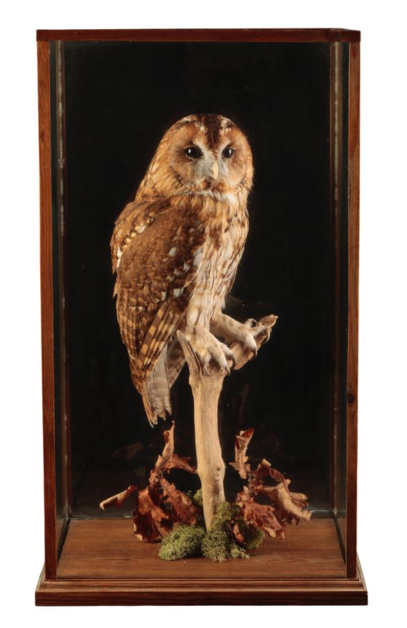 TAXIDERMY: A TAWNY OWL