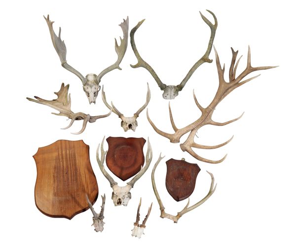 A QUANITY OF  VARIOUS ANTLERS