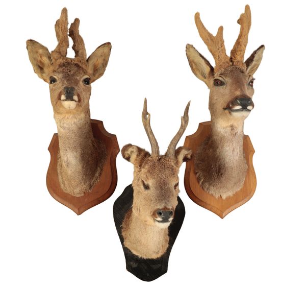 TAXIDERMY: THREE ROE BUCK NECK MOUNTS