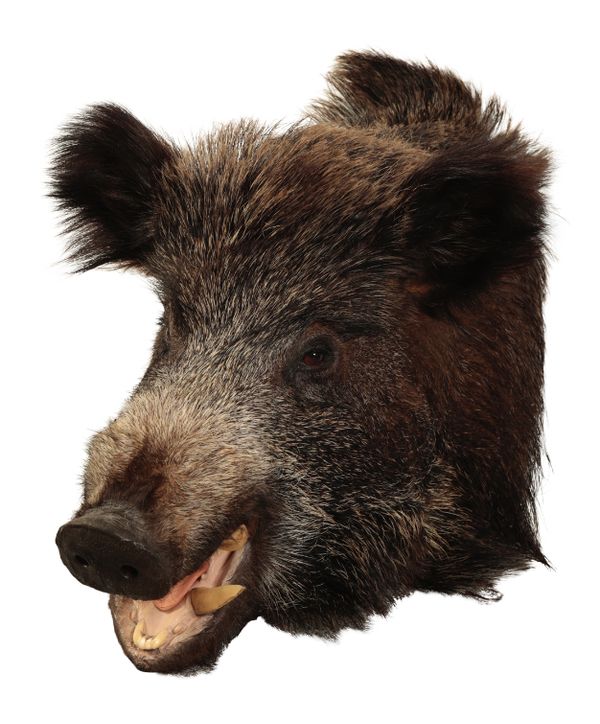 TAXIDERMY: A WILD BOAR NECK MOUNT