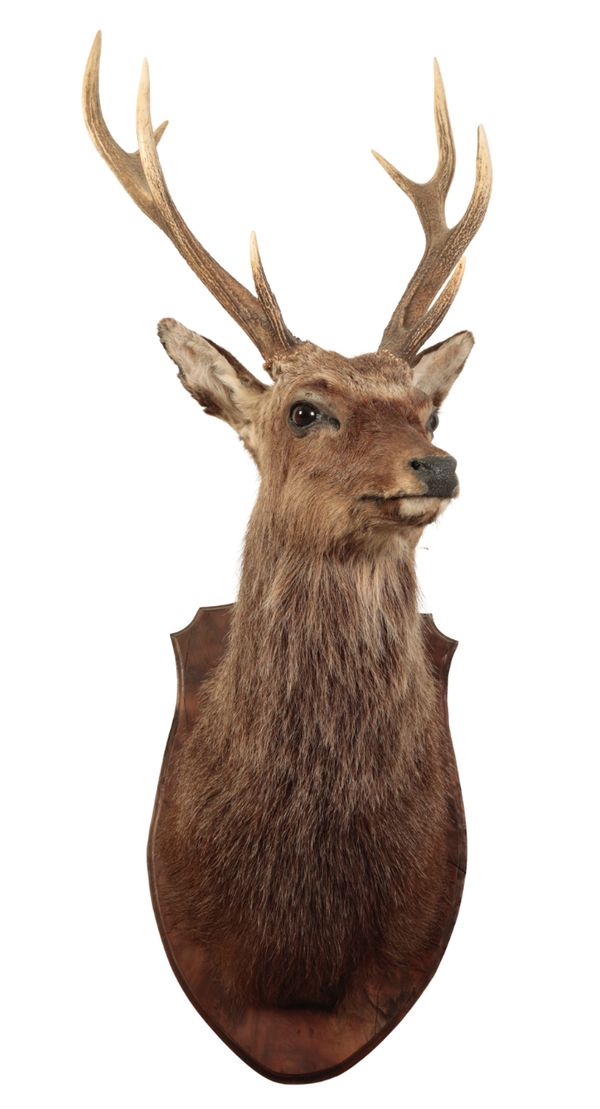 TAXIDERMY: A NECK MOUNT OF A SIKA DEER