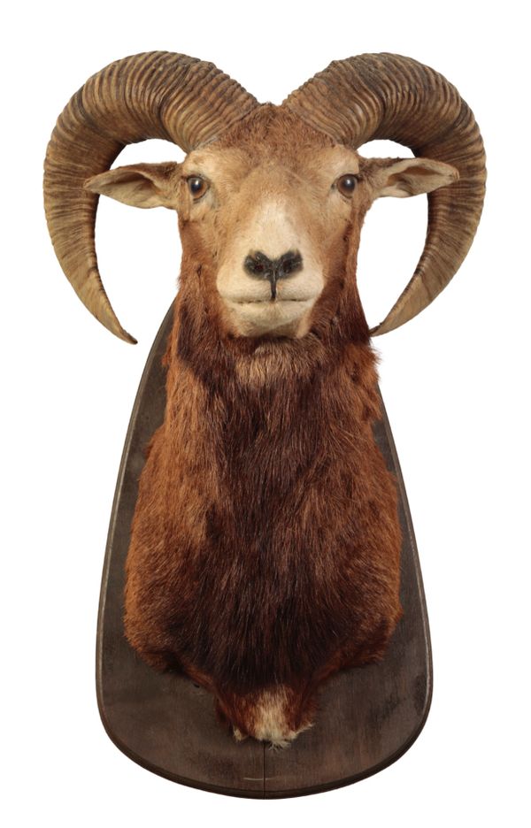 TAXIDERMY: A MOUFLON NECK MOUNT