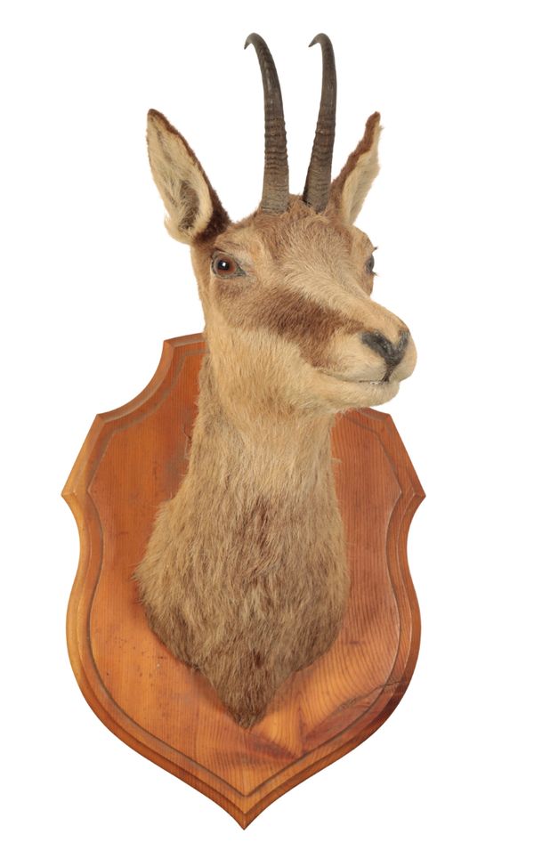 TAXIDERMY: A CHAMOIS NECK MOUNT