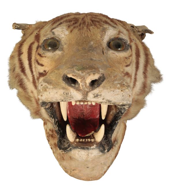 TAXIDERMY: A VICTORIAN TIGER NECK MOUNT