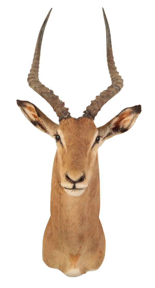 TAXIDERMY: AN IMPALA NECK MOUNT