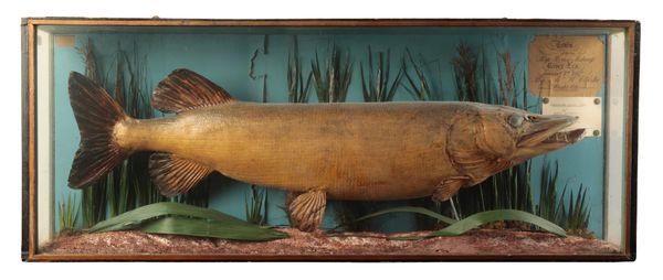 TAXIDERMY: A PIKE