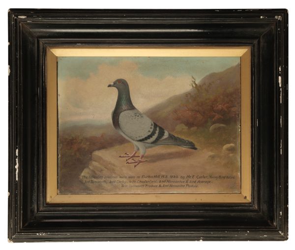 ANDREW BEER A racing pigeon