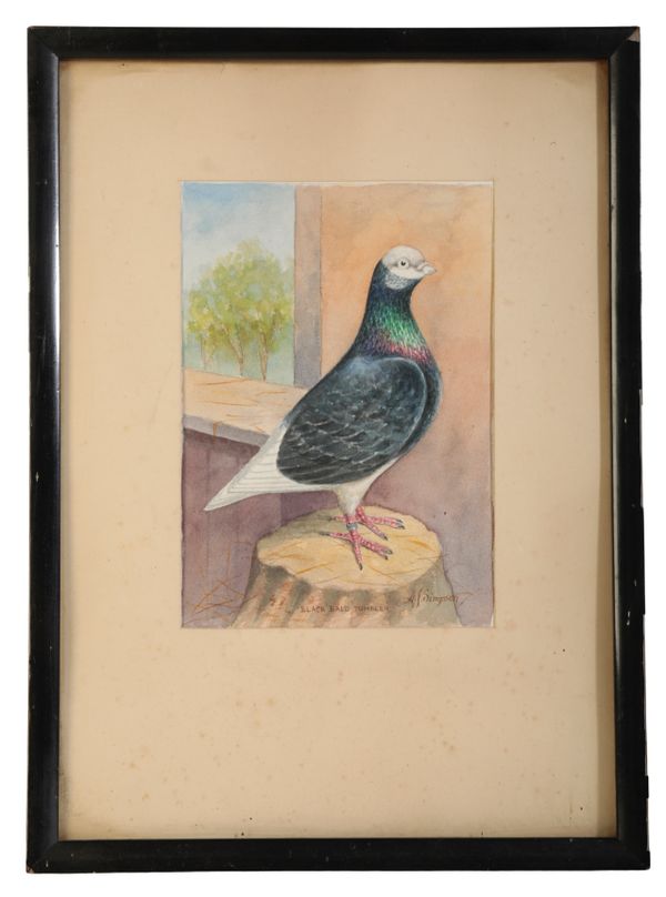 A.J. SIMPSON A racing pigeon