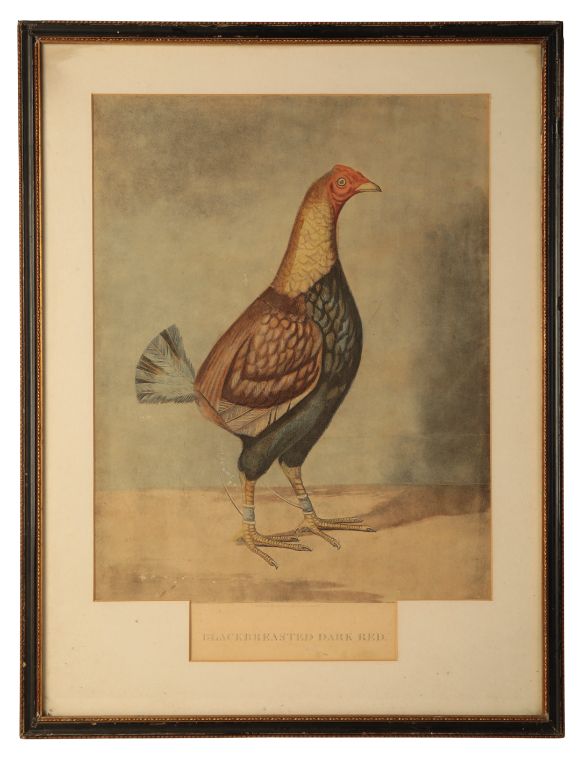 A COLOUR PRINT OF A FIGHTING COCK