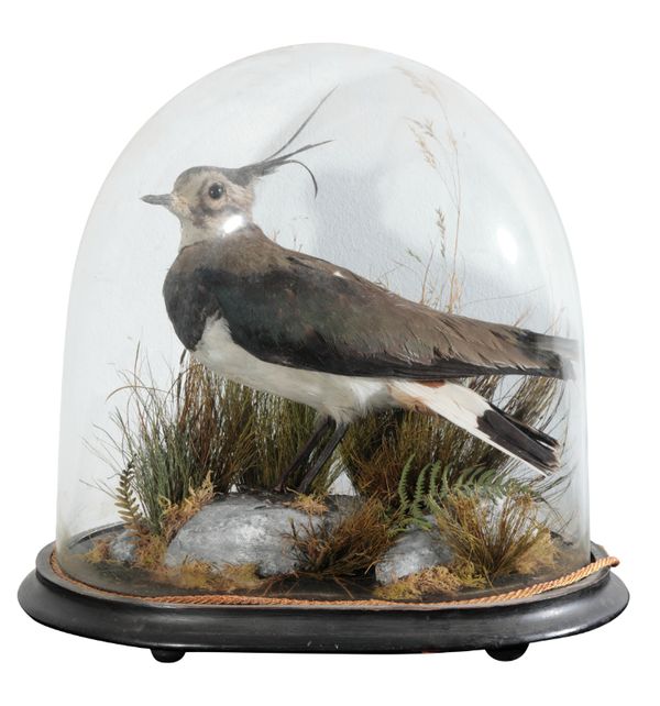 TAXIDERMY: A VICTORIAN LAPWING