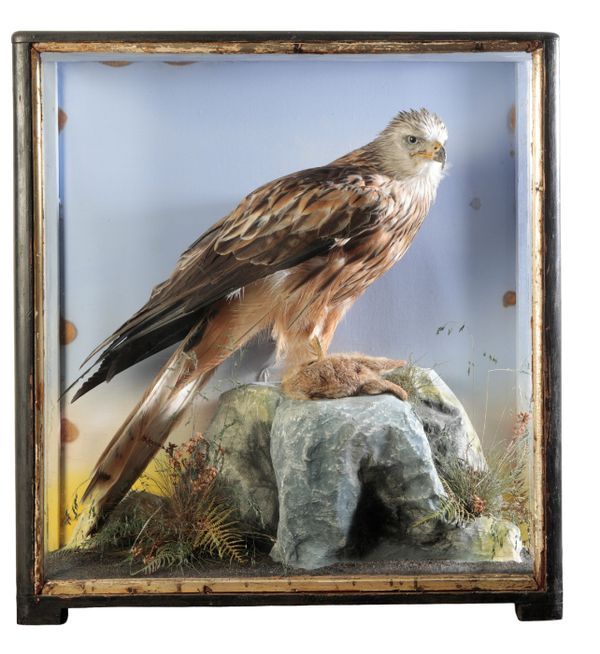 TAXIDERMY: A RED TAILED HAWK