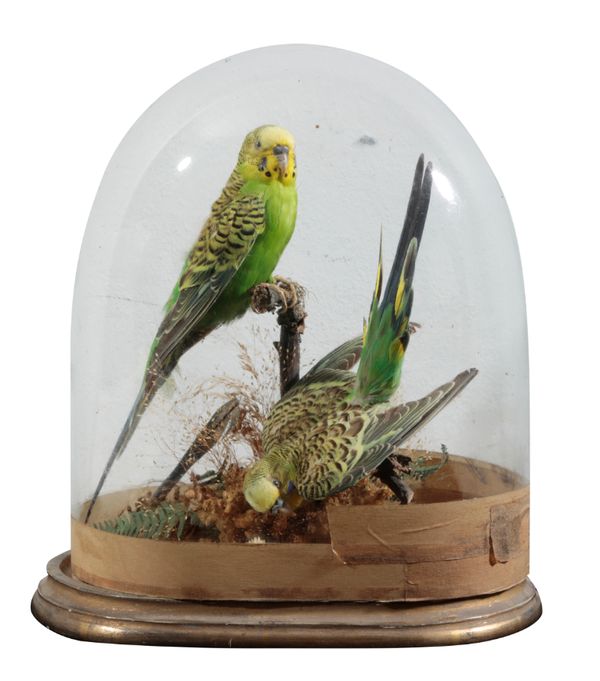TAXIDERMY: A VICTORIAN PAIR OF BUDGERIGARS