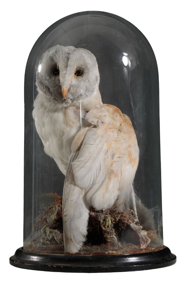 TAXIDERMY: A VICTORIAN  BARN OWL