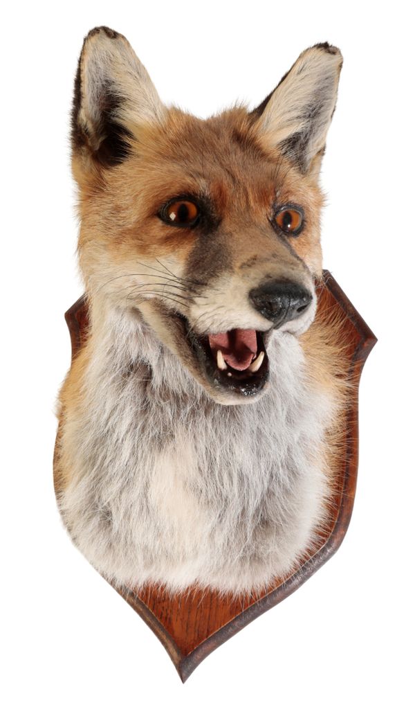 TAXIDERMY: A FOX MASK