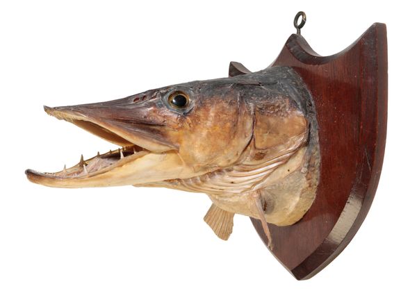 TAXIDERMY: AN EDWARDIAN HEAD MOUNT OF A PIKE