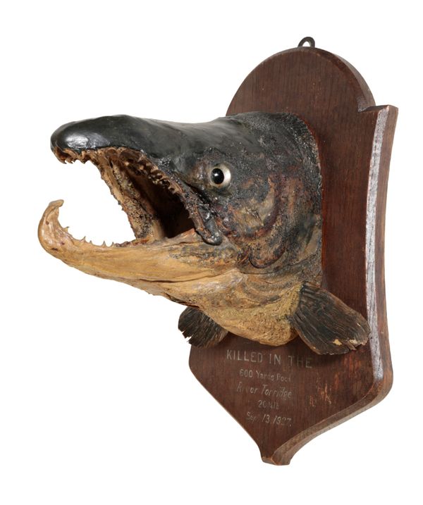 TAXIDERMY: A HEAD MOUNT OF A COCK SALMON