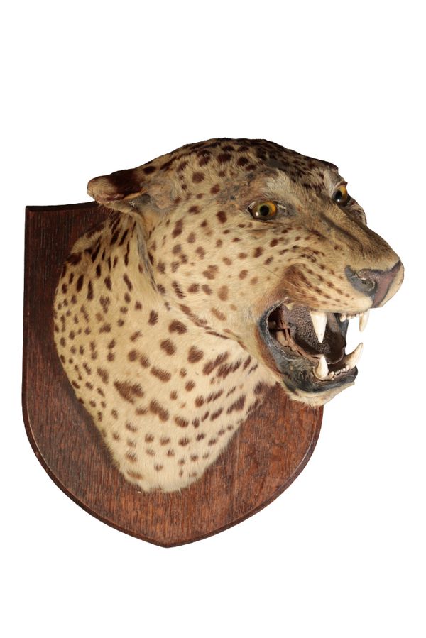 TAXIDERMY: A VICTORIAN LEOPARD NECK MOUNT