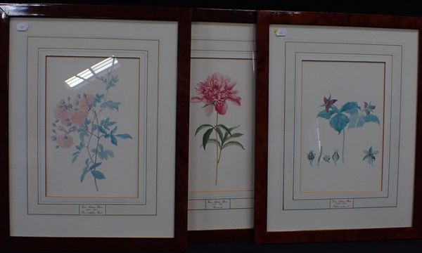 THREE LIMITED EDITION BOTANICAL PRINTS AFTER FRANZ BAUER