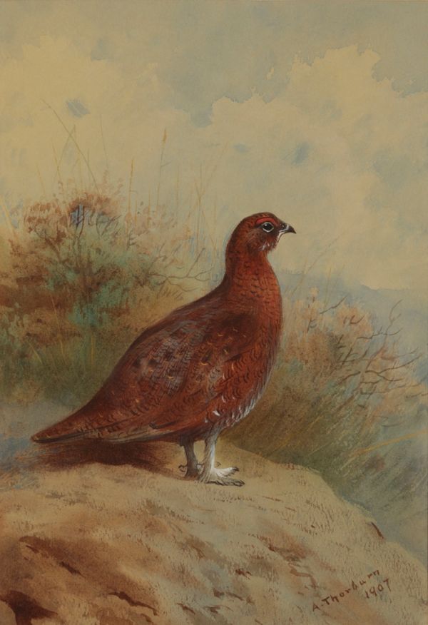 ARCHIBALD THORBURN (1860-1935) A grouse in a landscape