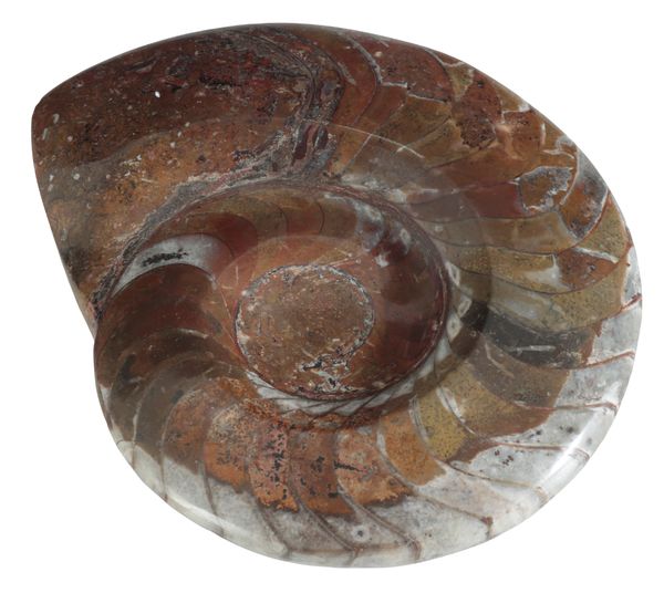 A POLISHED AMMONITE SECTION