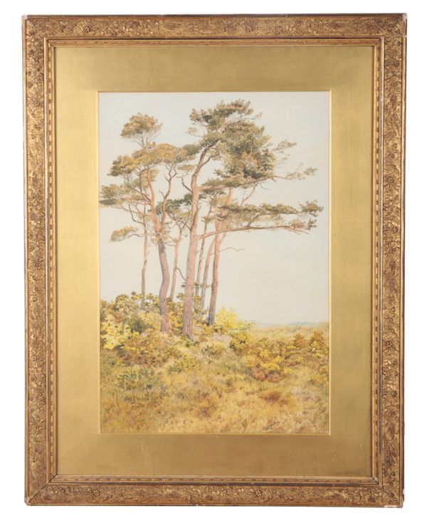 LATE 19TH CENTURY, ENGLISH SCHOOL Pine Trees