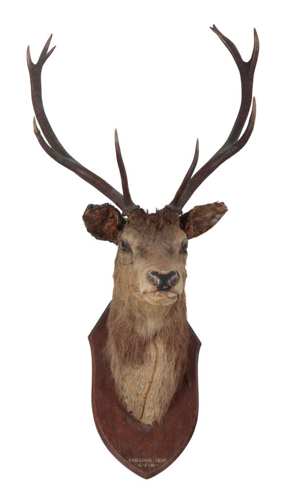 A TAXIDERMY STAGS HEAD, SHOT AT ARDGOUR 1896