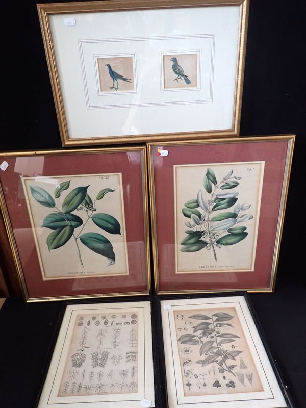 A PAIR OF 19TH CENTURY BOTANICAL LITHOGRAPHS