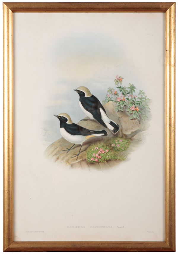 JOHN GOULD (1804-1881) 'SAXICOLA CAPISTRATA'