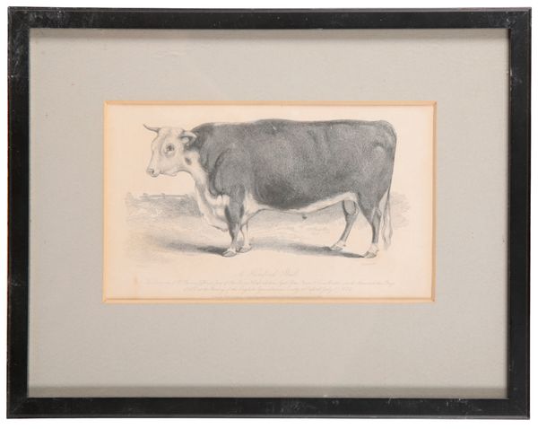 A SERIES OF SIX 19TH CENTURY ENGRAVINGS OF CATTLE