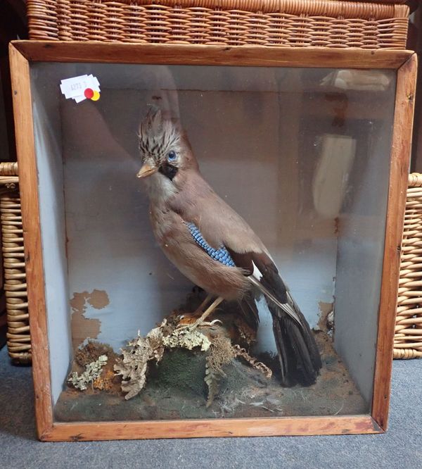 TAXIDERMY: A JAY IN DISPLAY CASE