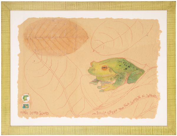 AUSTRALIAN SCHOOL, 20TH CENTURY A study of a green tree frog