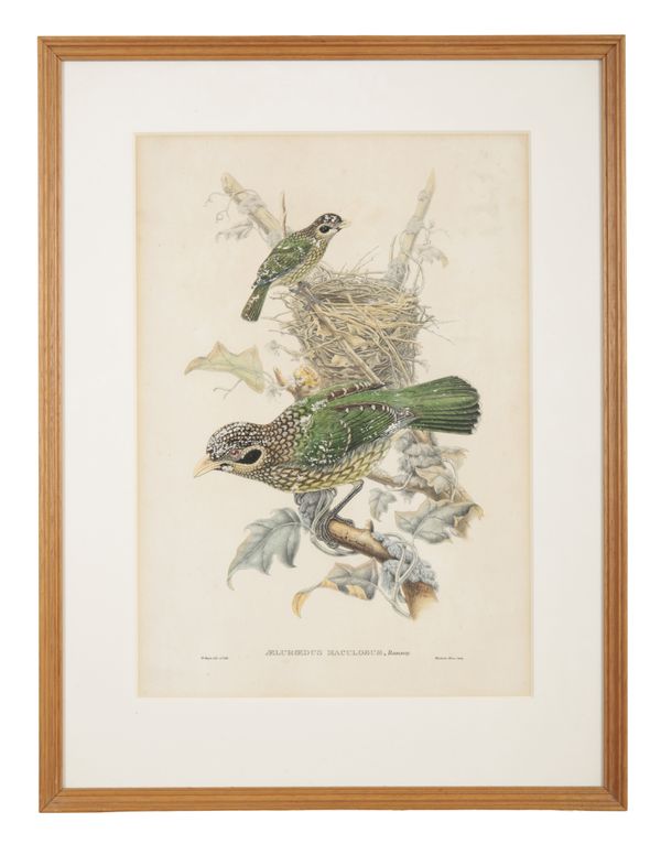 JOHN GOULD (1804-1881) Two ornithological studies
