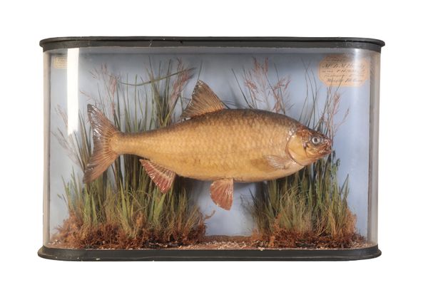 J. COOPER & SONS OF LONDON: A TAXIDERMY DACE