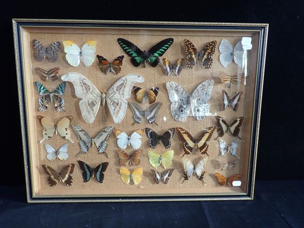 A FRAMED MOTH DISPLAY