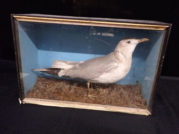 TAXIDERMY: A GULL