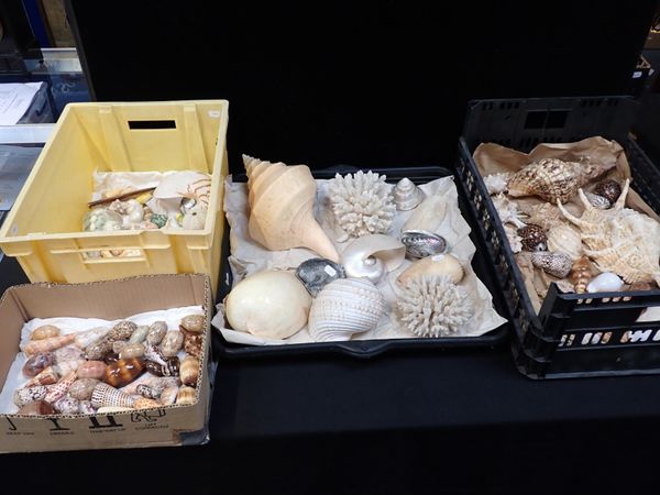 A COLLECTION OF SEASHELLS AND CORAL SPECIMENS