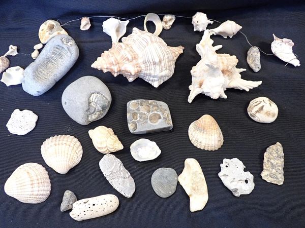 A COLLECTION OF FOSSILS AND SEASHELLS