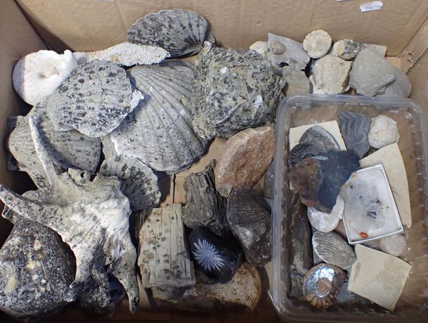 A COLLECTION OF FOSSILS AND SEASHELLS