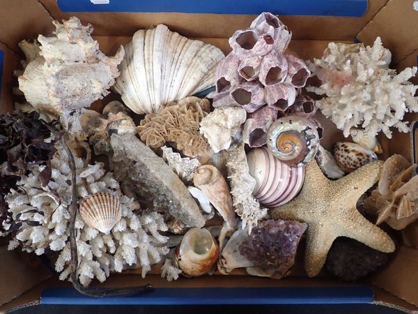 A QUANTITY OF SEASHELLS