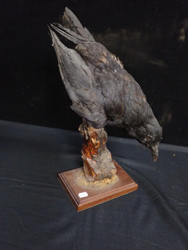 TAXIDERMY: A  CROW