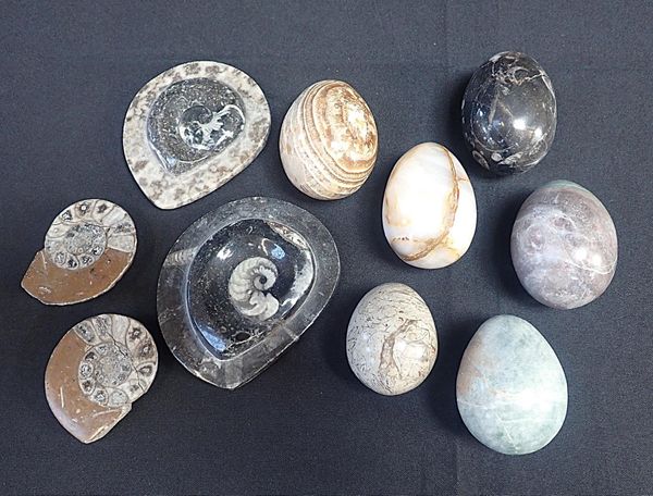 FOUR POLISHED AMMONITE FOSSIL SECTIONS