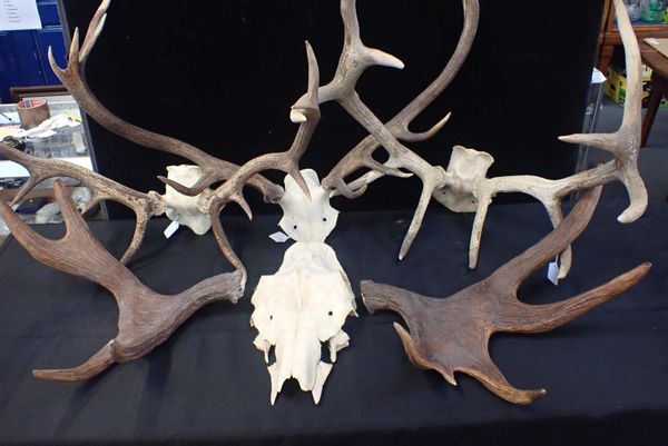 THREE PAIRS OF DEER ANTLERS AND ONE PAIR OF ELK