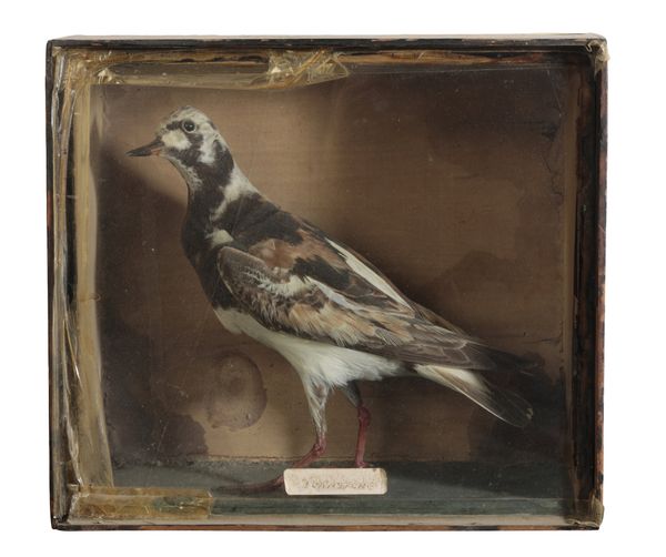 TAXIDERMY: A VICTORIAN TURNSTONE