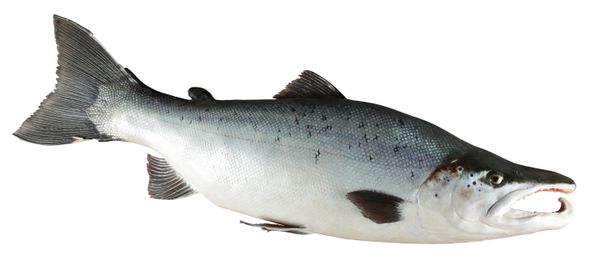 TAXIDERMY: A WALL MOUNTED SALMON