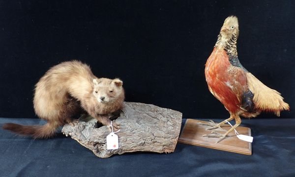 TAXIDERMY: A PINE MARTIN ON LOG